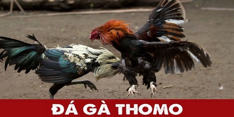 Khái niệm đá gà Thomo